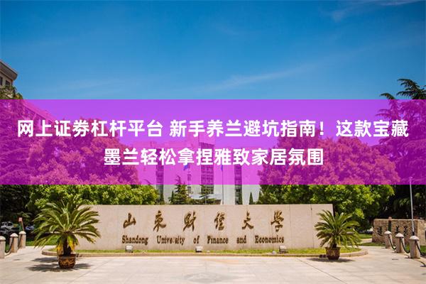 网上证劵杠杆平台 新手养兰避坑指南！这款宝藏墨兰轻松拿捏雅致家居氛围
