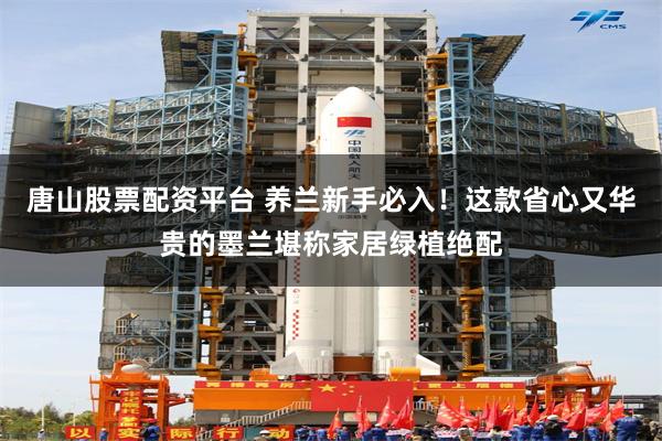 唐山股票配资平台 养兰新手必入！这款省心又华贵的墨兰堪称家居绿植绝配