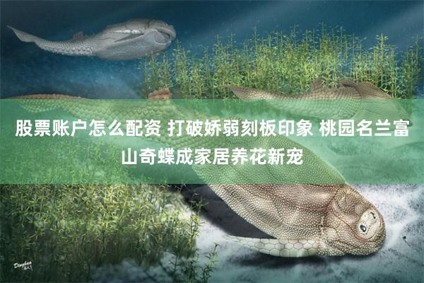 股票账户怎么配资 打破娇弱刻板印象 桃园名兰富山奇蝶成家居养花新宠